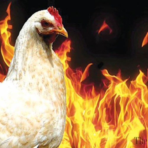 Flaming chicken
